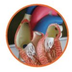 I 7 Trend del 2019 per i dispositivi medici cardiochirurgia I 7 Trend del 2019 per i dispositivi medici cardiochirurgia