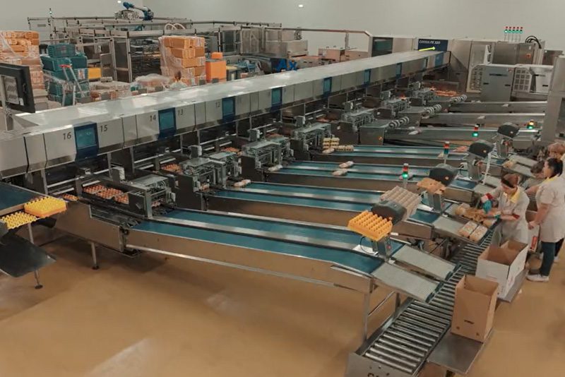 lavorazione uova nello stabilimento del grupo cac